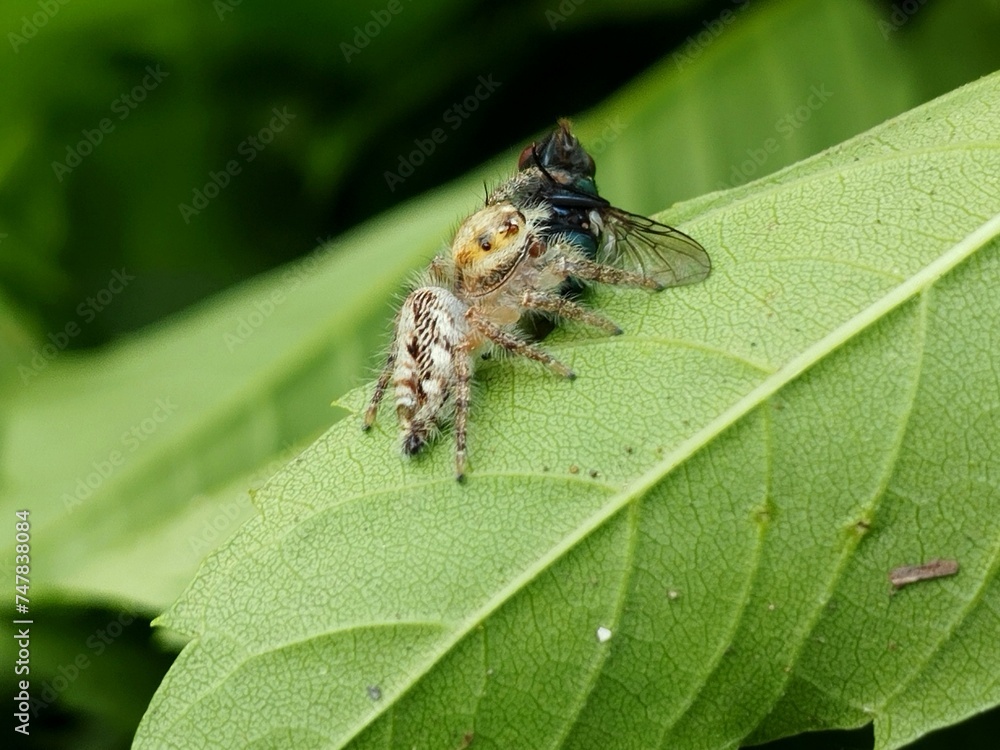 Fototapeta premium a jumping spider eating a flie on the leaf