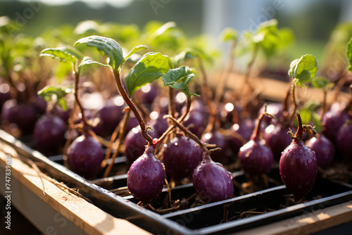 Hydroponic eggplant Open field planting Realistic Photo photo