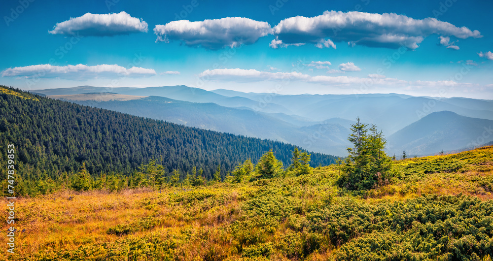 Small fir trees on the top in Vladeasa mountain range, Cluj County, Romania. Bright summer scene of Apuseni Mountains at August. Beauty of nature concept background..
