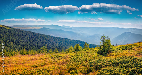Small fir trees on the top in Vladeasa mountain range, Cluj County, Romania. Bright summer scene of Apuseni Mountains at August. Beauty of nature concept background..
