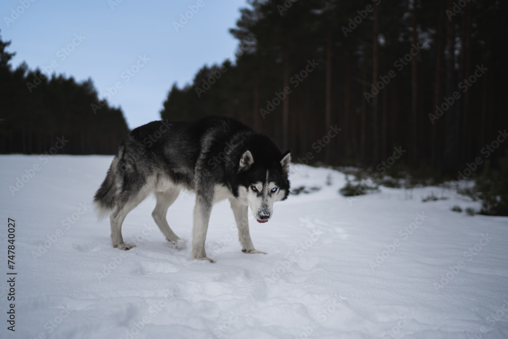 Husky dog ​​with multi-colored eyes walking in a winter forest.