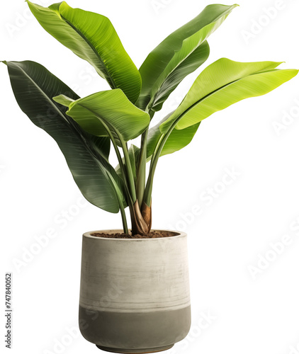 Decorative banana plant in concrete vase isolated.