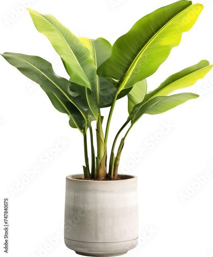 Decorative banana plant in concrete vase isolated.