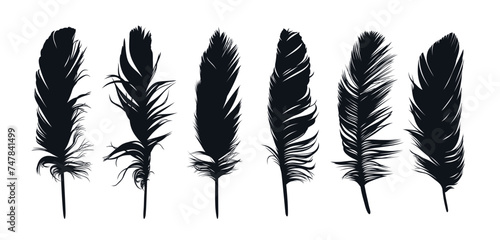 The set of bird feather silhouettes. 
 photo