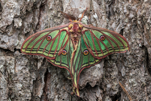 Spanish moon moth (Actias isabellae or Graellsia isabellae)