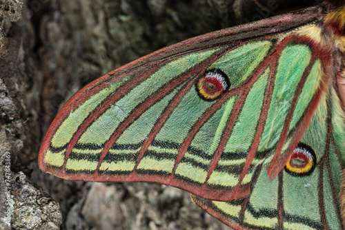 wing Spanish moon moth (Actias isabellae or Graellsia isabellae)