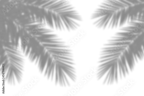 Realistic shadow of palm tree branch on white background. Tropical palm leaves leaf shadow silhouette, Nature light decoration overlay effect. Vector illustration  photo