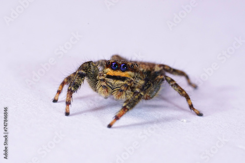 Closeup on a small European Fencepost jumping spider, Marpissa muscosa on white background
