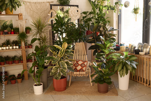 No people shot of various houseplants in pots and wooden chair in modern plant shop interior, copy space