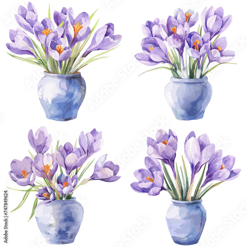 Watercolor Crocus flower in Vase, isolated on white background