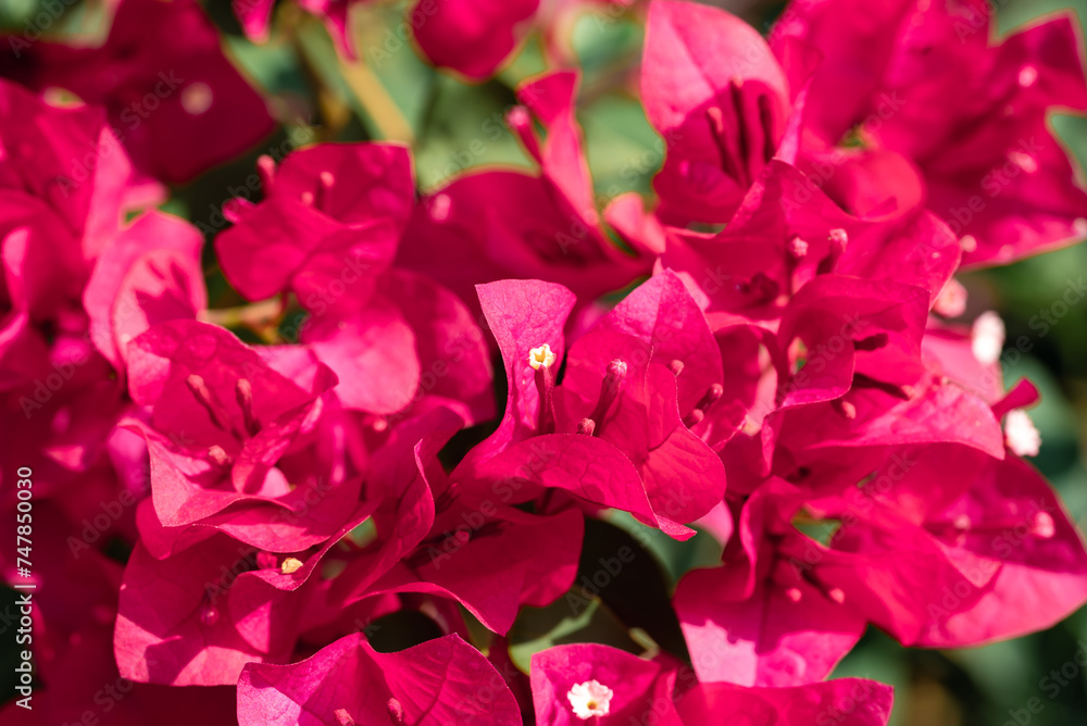 Beautiful pink bougainvillea blooming in sunny day, Tropical flowers Beautiful pink bougainvillea blooming in sunny day, Tropical flowers