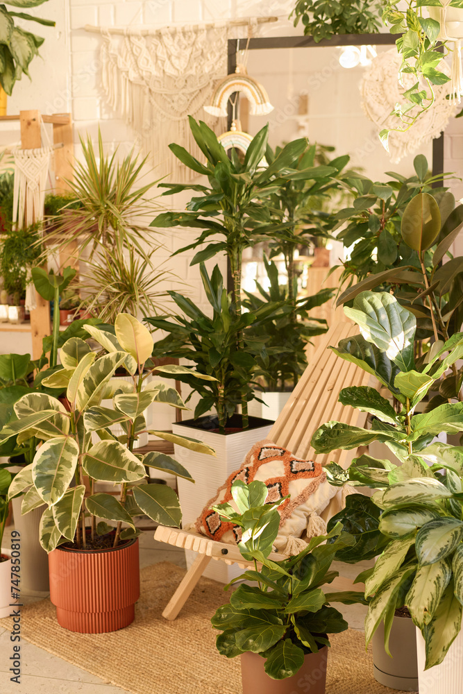 Fototapeta premium Vertical no people shot of beautiful green houseplants in pots and wooden chair in modern biophilic interior design