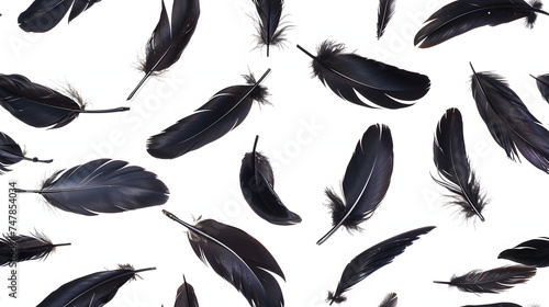 crow feathers falling on white background photo