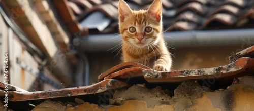 A small orange kitten is perched on top of a roof, exploring its surroundings with curiosity and agility. The playful cat moves with grace, claiming the roof as its own playground. photo