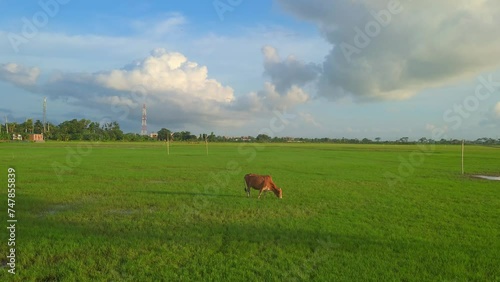 One brown cow eating grass from the field on a bright summer day