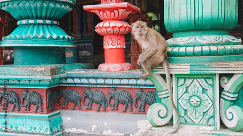 Photography Monkeys In Batu Cave