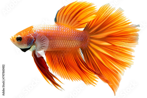A radiant beta fish glides gracefully through azure waters object on a transparent background. 