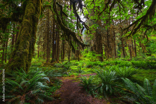 Moss-covered trees line a hiking trail in the Hoh Rain Forest, Olympic National Park, Washington state.