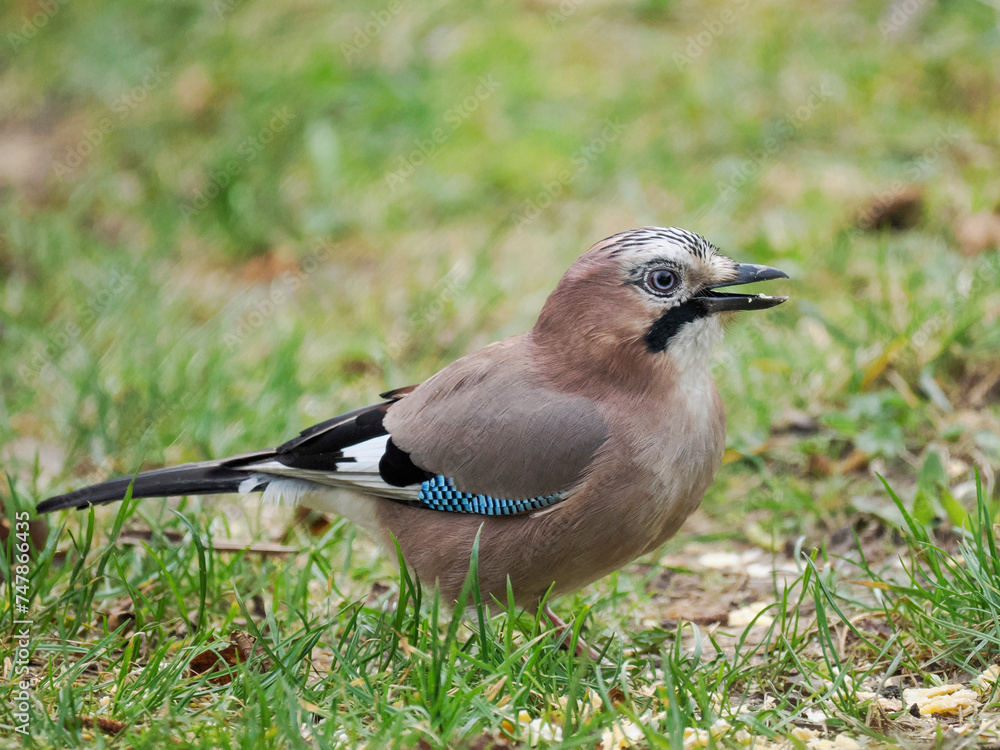 Obraz premium Eichelhäher (Garrulus glandarius)