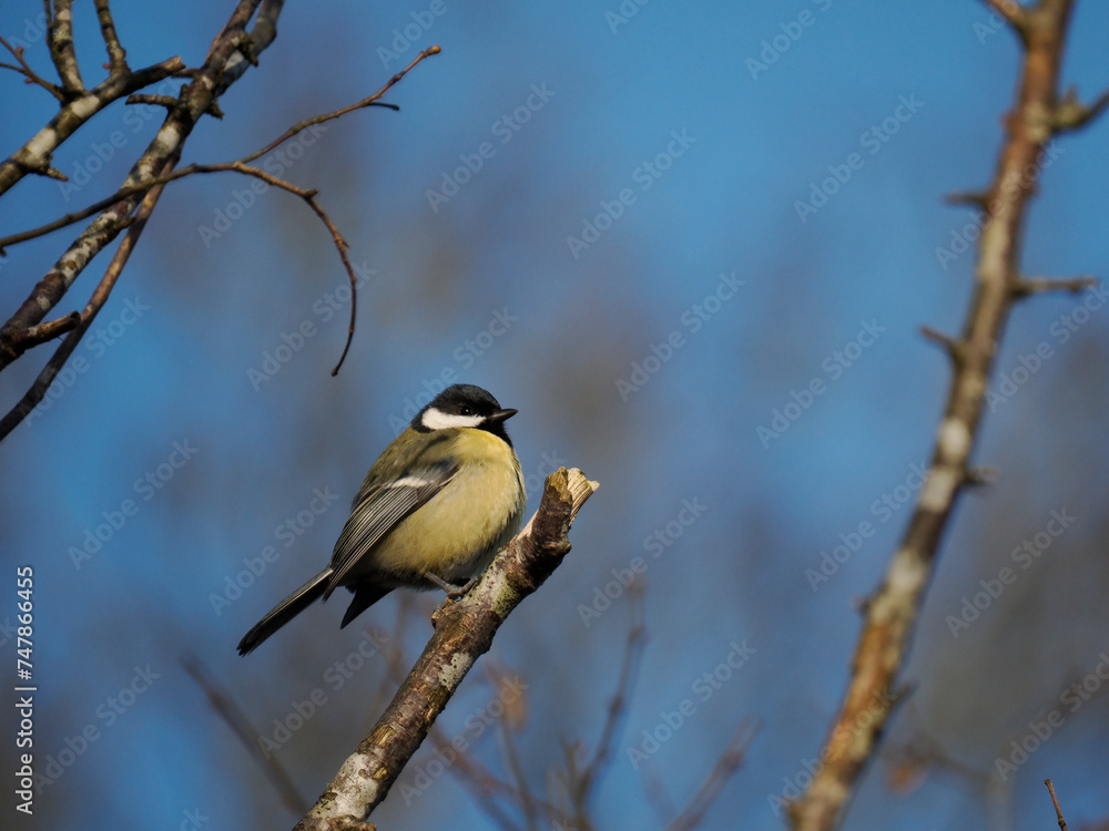 Fototapeta premium Kohlmeise (Parus major)