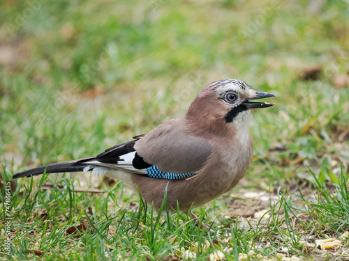 Eichelhäher (Garrulus glandarius) © Lothar Lenz