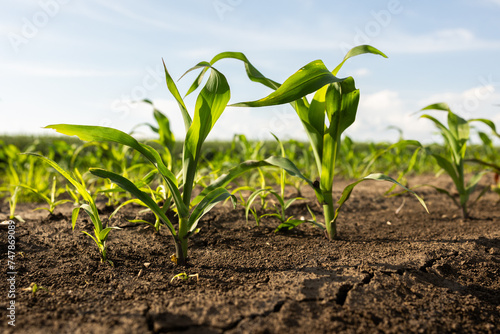 Closeup of Organic Corn Field
