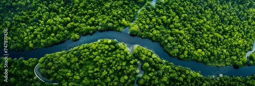 Stunning aerial shot capturing the vastness of an endless green forest and the winding river that cuts through it