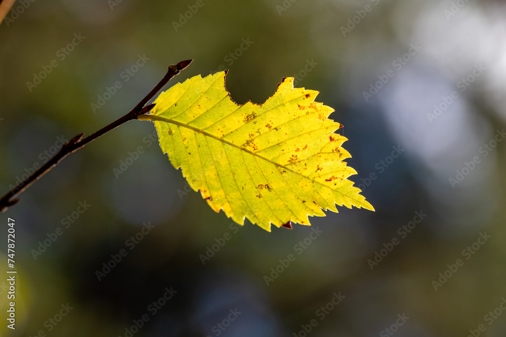 Yellow autumn leaves on trees in sunny weather. Yellow autumn leaves on trees in sunny weather.