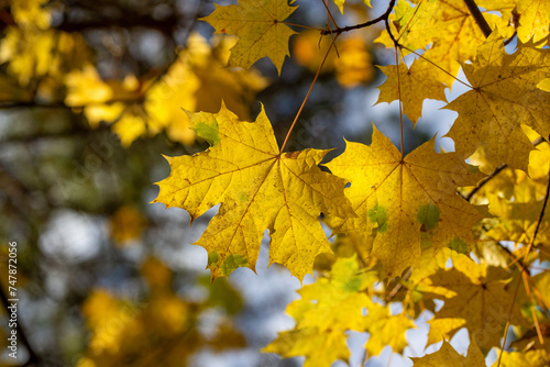 Yellow autumn leaves on trees in sunny weather.