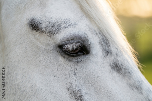 White grey Connemara mare pony horse with dapples cute in beautiful summer spring sunlight fresh colors © PIC by Femke