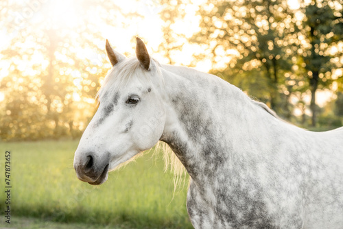 White grey Connemara mare pony horse with dapples cute in beautiful summer spring sunlight fresh colors