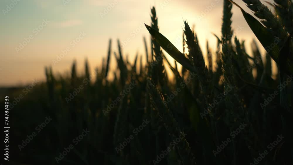 Vibrant wheat field with lush green grass and warm sunset glow in background close up. Fertile soil, harvest festival, crop yield. Agriculture industry Vibrant wheat field with lush green grass and warm sunset glow in background close up. Fertile soil, harvest festival, crop yield. Agriculture industry