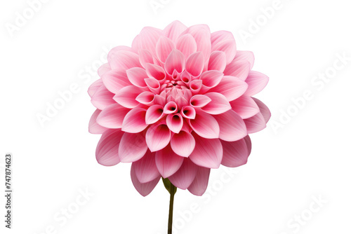 Pink Flower. The delicate petals are in full bloom, showcasing a vibrant shade of pink. The flower exudes a sense of beauty and simplicity in its singular focus.