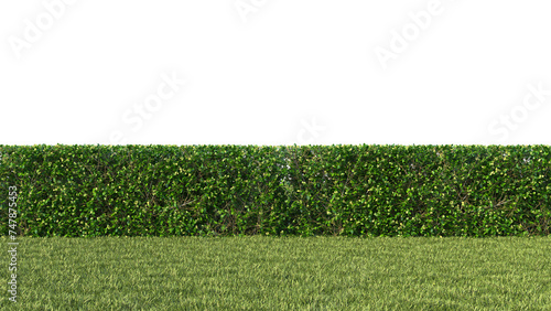 Realistic green bush and grass transparent background. 3d rendering png.	