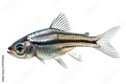 Amongst the waves, a lone zebrafish glimmers with radiance object on a transparent background.  photo