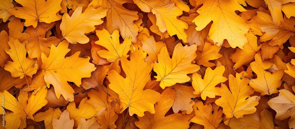 A bunch of yellow oak leaves has fallen on the ground, creating a textured layer in the park or forest. The leaves are spread out in a random pattern, covering the earth beneath. A bunch of yellow oak leaves has fallen on the ground, creating a textured layer in the park or forest. The leaves are spread out in a random pattern, covering the earth beneath.
