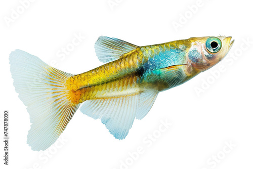 A lone guppy shimmers like a jewel in tranquil waters object on a transparent background. 