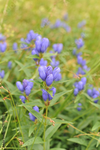 Beautiful blue petals and flowers of Gentiana triflora with green leafs in Asahi-dake mountain, Daisetuzan National Park, Hokkaido, Japan in summer