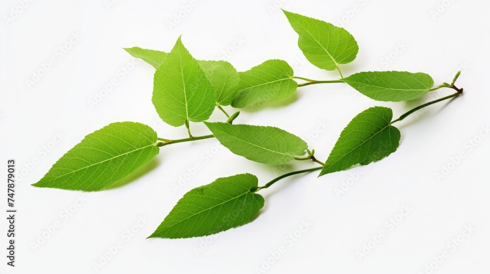 Obraz premium Green leaves on a white background