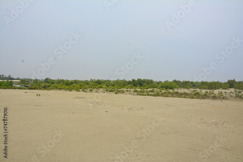  beautiful Mangrove forest and behind mousuni island
 photo