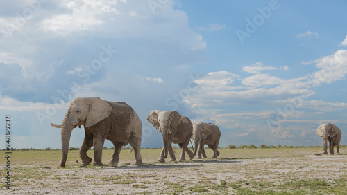 Photography herd of elephants crossing the savannah