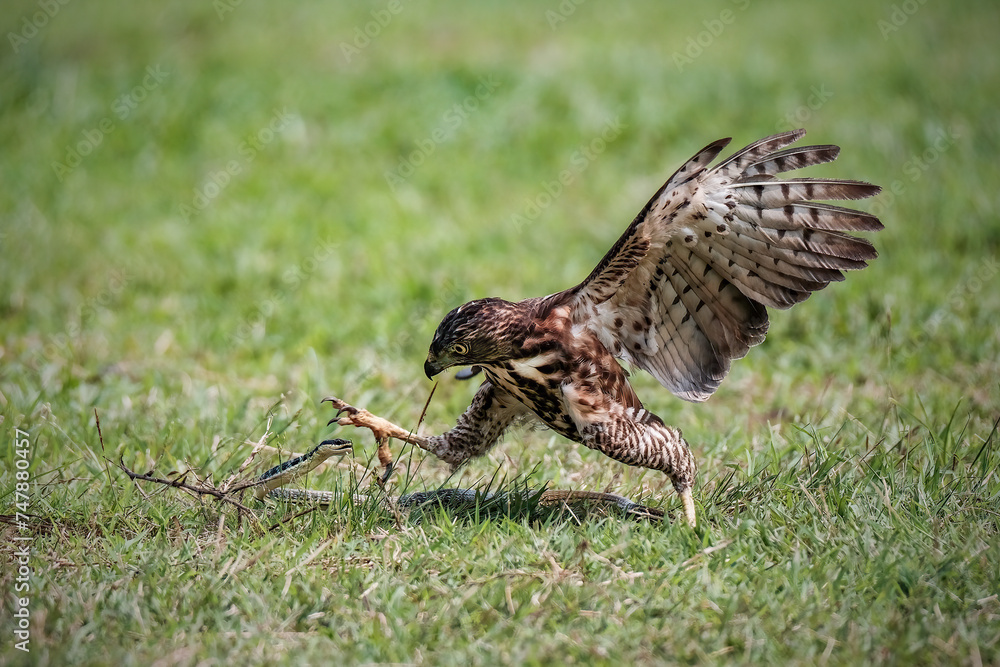 Fototapeta premium Crested Goshawk bird fighting with snake