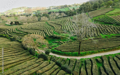Aerial view of Gorreana, the oldest, and nowadays the only tea plantation in Europe, located in Sao Miguel island, in the azorean archipelago of Portugal
