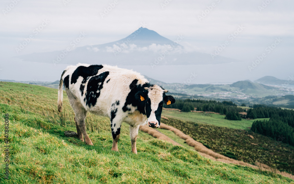 A cow stands in the meadow, grazing with a breathtaking view of Portugal's highest mountain. In the background, the island of Pico and the towering iconic peak of Pico can be seen A cow stands in the meadow, grazing with a breathtaking view of Portugal's highest mountain. In the background, the island of Pico and the towering iconic peak of Pico can be seen