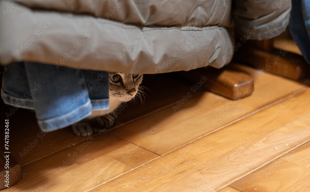 隠れる猫 シャムトラ猫 隠れる猫 シャムトラ猫