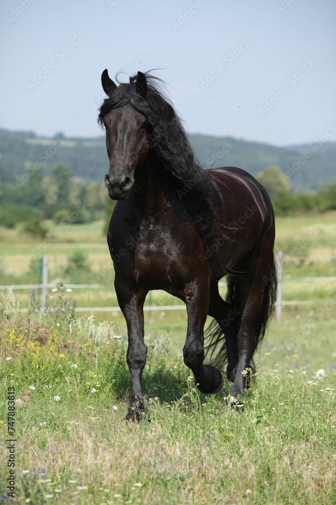 Amazing friesian mare running on pasturage Amazing friesian mare running on pasturage