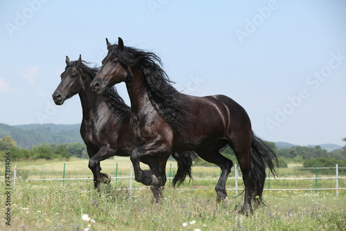 Two amating friesian mares running on pasturage together photo
