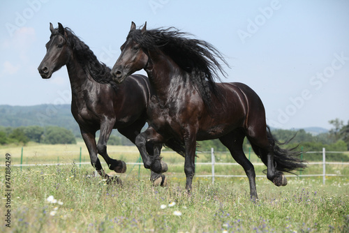 Two amating friesian mares running on pasturage together