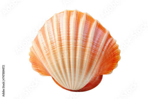 A detailed close up of a single shell, showcasing its intricate patterns. The shells curves and ridges are highlighted in sharp detail.