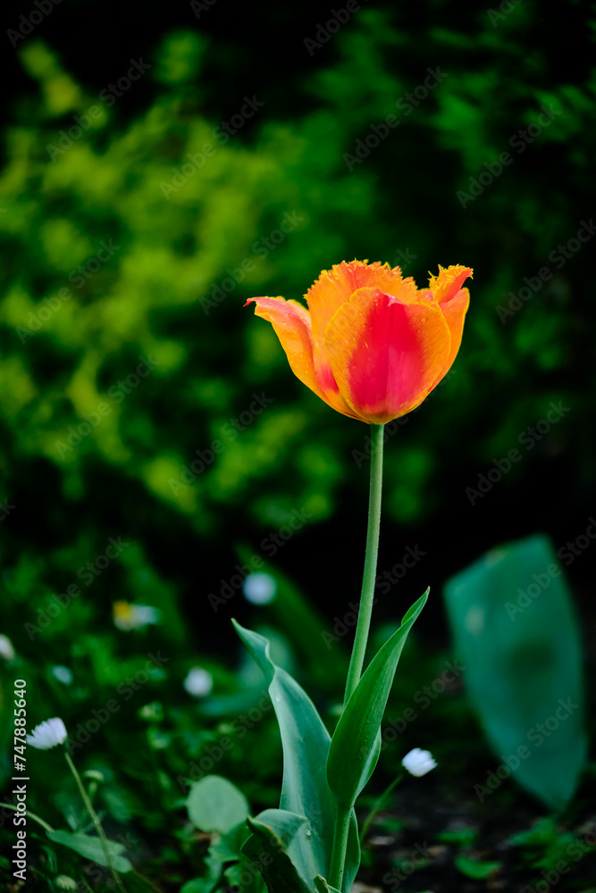 Single red and orange Tulip, A Gleam of Hope, A Quiet Triumph